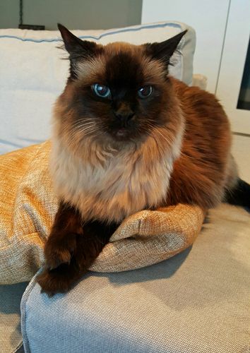 image of Matilda the Fuzzy Sealpoint Cat sitting on a pillow on the arm of the couch
