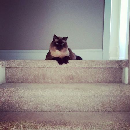image of Matilda the Fuzzy Sealpoint Cat sitting at the top of the stairs looking down at me