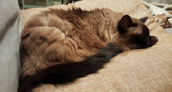 image of Matilda the Fuzzy Sealpoint Cat sleeping on a pillow