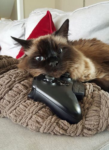 image of Matilda the Fuzzy Sealpoint Cat laying with her chin resting on an Xbox controller