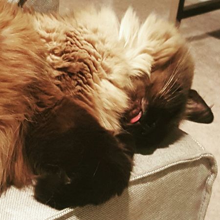 image of Matilda the Fuzzy Sealpoint Cat sleeping on the arm of the couch, with her tongue hanging out