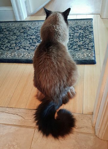 image of Matilda the Fuzzy Sealpoint Cat sitting on the floor; she's pictured from behind, and her fuzzy tail is curled into a question mark