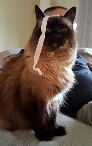 image of Matilda the Fuzzy Sealpoint Cat sitting on the arm of the couch, with a ribbon hanging off her head