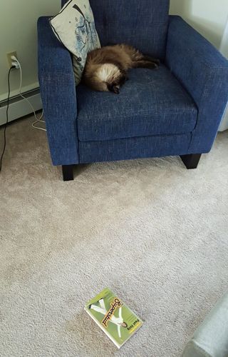 image of Matilda the Fuzzy Sealpoint Cat sleeping in a chair, with a copy of Paul Feig's 'Superstud' lying on the floor