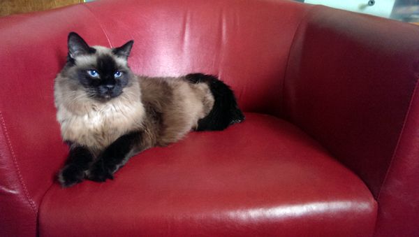 image of Matilda the Fuzzy Sealpoint Cat sitting to one side in a red bucket chair