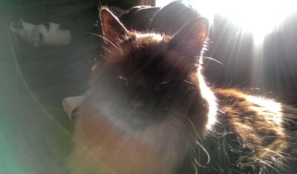 image of Matilda the Fuzzy Sealpoint Cat sitting in the sunshine; Olivia the White Farmcat is just visible in the far background