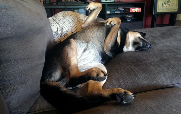 image of Zelda the Black and Tan Mutt sleeping on the chaise on her back, with her front legs in the air