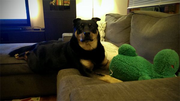image of Zelda the Black and Tan Mutt stretched across the gap from the ottoman to the loveseat, with her green plushy hippo between her front paws, looking at the camera