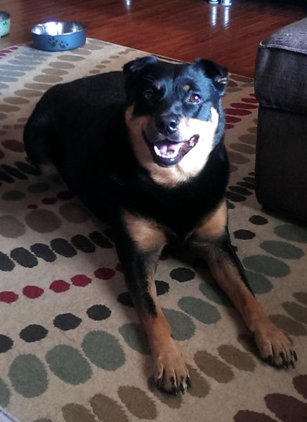image of Zelda the Black and Tan Mutt lying on the living room floor, grinning