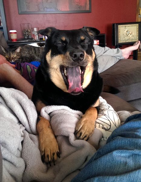 image of Zelda the Black and Tan Mutt yawning with her blue-spotted tongue hanging out, while Iain sleeps in the background, with Sophie on his chest