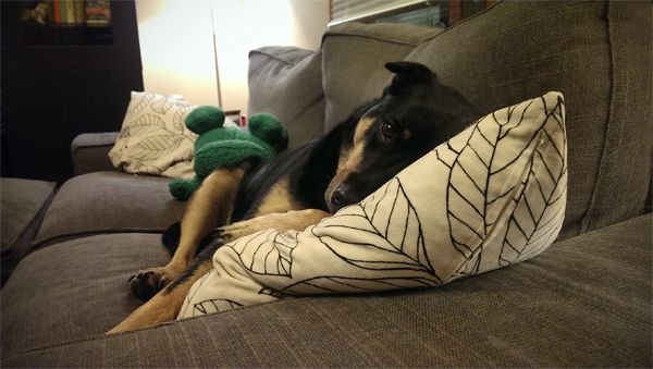 image of Zelda the Black and Tan Mutt lying on the loveseat with her head on a pillow, looking adorbz