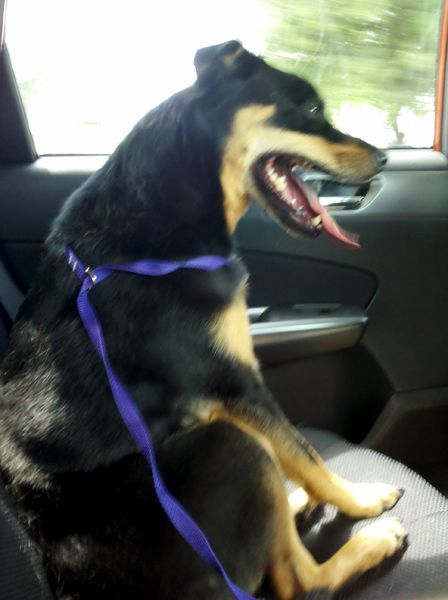 image of Zelda the Black and Tan Mutt in the backseat of the car, with her tongue hanging out