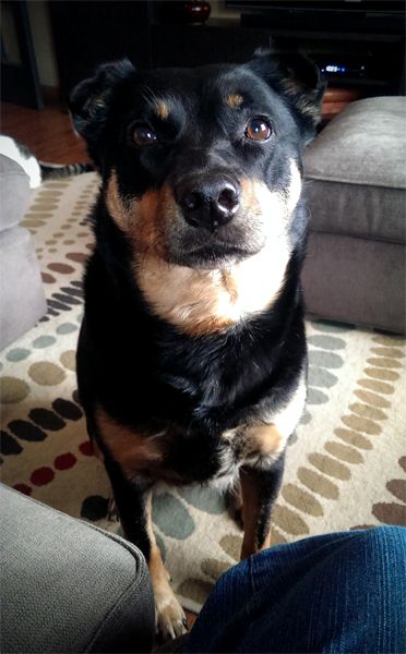image of Zelda the Black and Tan Mutt, sitting at my knee, looking up at me with plaintive eyes