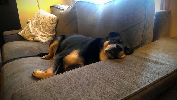 image of Zelda the Black and Tan Mutt lying on the loveseat with her head on the arm, sleeping soundly