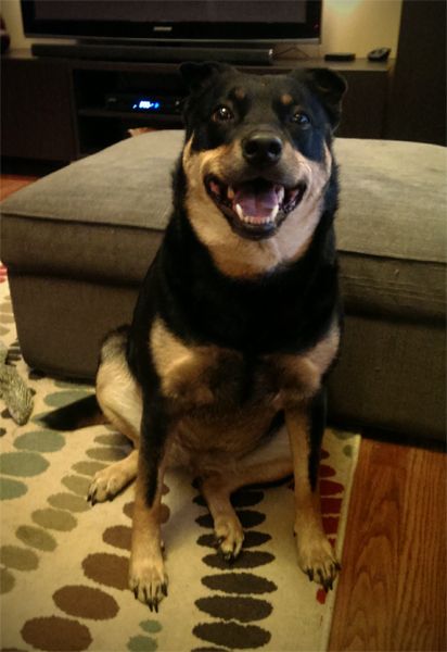 image of Zelda the Black and Tan Mutt sitting in our living room and grinning widely