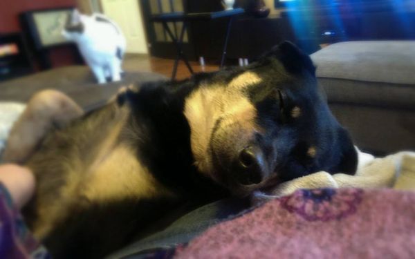 image of Zelda the Black and Tan Mutt asleep on my lap, smiling