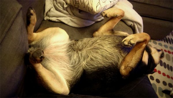 image of Zelda the Black and Tan Mutt lying on her back on the sofa with her legs in the air and her head hanging over the edge of the cushion, sound asleep