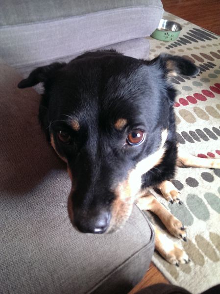image of Zelda the Black and Tan Mutt sitting next to the couch, looking up with big brown plaintive eyes