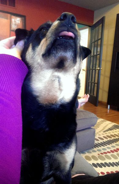 image of Zelda the Black and Tan Mutt sticking the tip of her tongue out while I scratch her ear