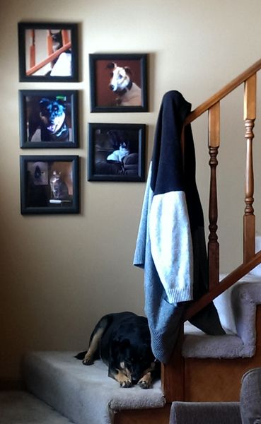 image of Zelda the Black and Tan Mutt lying on the stairs, beneath a series of photos of the furry ones of Shakes Manor