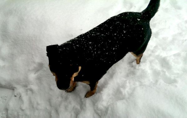 image of Zelda the Black and Tan Mutt standing in the snow with flakes all down her back