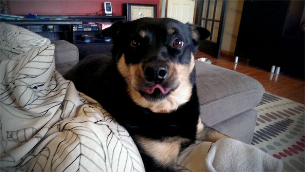 image of Zelda the Black and Tan Mutt looking at the camera with her tongue out