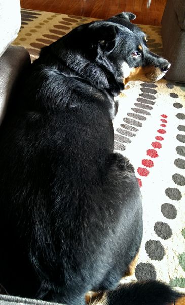 image of Zelda the Black and Tan Mutt lying on the floor in front of the couch