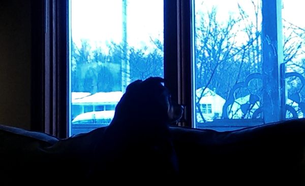 image of Zelda the Black and Tan Mutt sitting at the window looking out at dusk