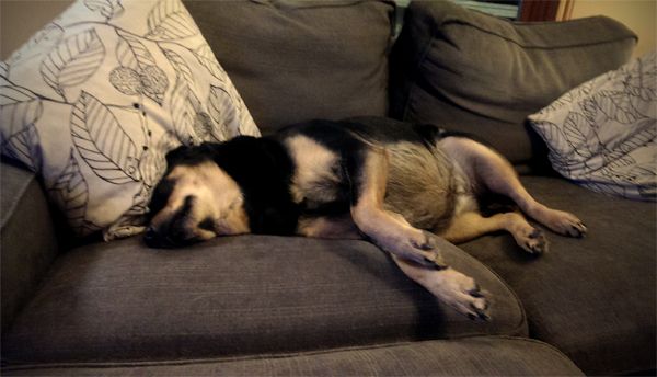 image of Zelda the Black and Tan Mutt asleep on the loveseat