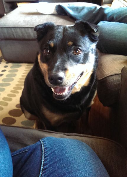 image of Zelda the Black and Tan Mutt sitting in front of me and grinning