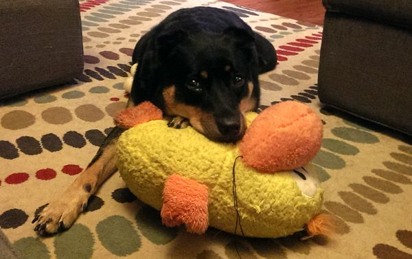 image of Zelda the Black and Tan Mutt lying with her paw on top of a giant plush duck, and her chin on her paw, looking at me