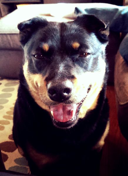 image of Zelda the Black and Tan Mutt smiling cheekily