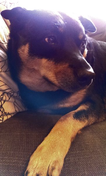 close-up image of Zelda the Black and Tan Mutt relaxing on the sofa