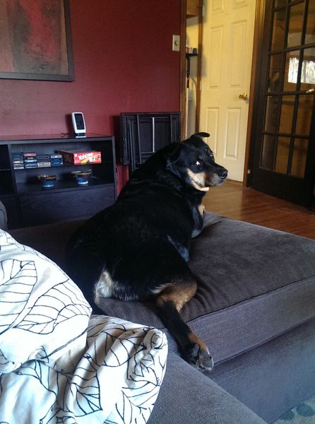 image of Zelda the Black and Tan Mutt lying on the chaise with one back leg hanging off, looking over her shoulder at me