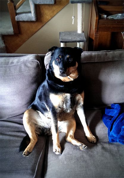 image of Zelda the Black and Tan Mutt sitting upright on the couch, looking at me