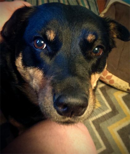 image of Zelda the Black and Tan Mutt sitting with her chin on my knee