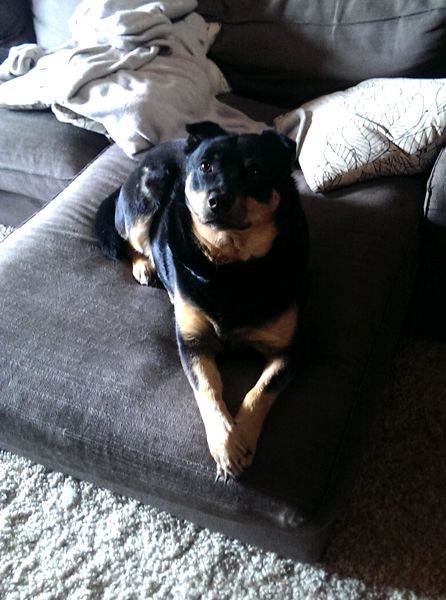 image of Zelda the Black and Tan Mutt sitting on the chaise with her front paws folded, looking at me with perked-up ears