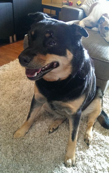 image of Zelda the Black and Tan Mutt sitting in the living room, smiling