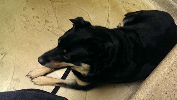 image of Zelda the Black and Tan Mutt sitting on the floor of the vet's office, panting