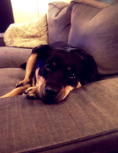 image of Zelda the Black and Tan Mutt looking at me while resting her chin on the arm of the loveseat
