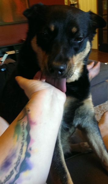 image of Zelda the Black and Tan Mutt licking my palm with her blue tongue