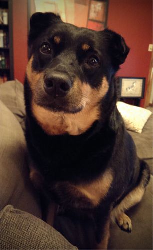 image of Zelda the Black and Tan Mutt sitting next to me on the sofa, looking at me with her ears up and head cocked to one side
