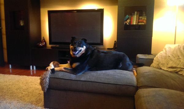 image of Zelda the Black and Tan Mutt lying on the ottoman with a toy in her paws, grinning