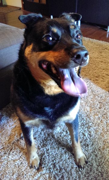 image of Zelda the Black and Tan Mutt grinning with her tongue hanging out