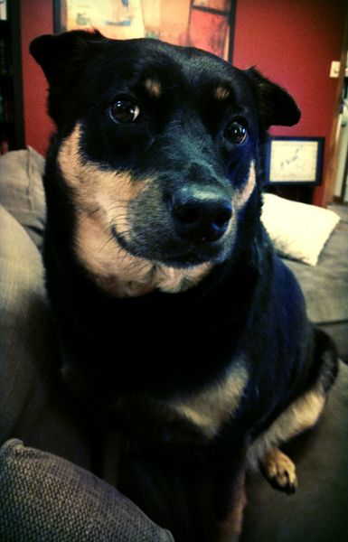 image of Zelda the Black and Tan Mutt sitting on the couch with silly ears