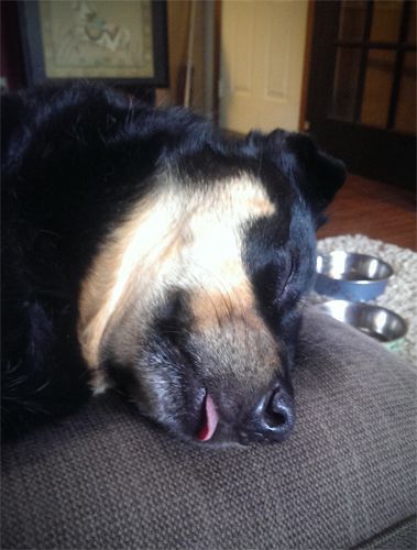 close-up image of Zelda the Black and Tan Mutt, sleeping on the chaise with the tip of her tongue hanging out