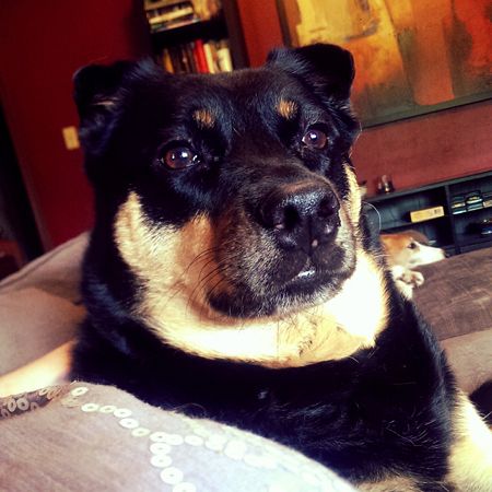 image of Zelda the Black and Tan Mutt sitting beside me with a serious expression; in the background, Dudley can be seen chillaxing on the chaise