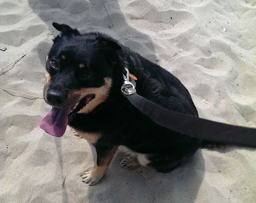 image of Zelda the Black and Tan Mutt sitting in the sand at the beach, grinning