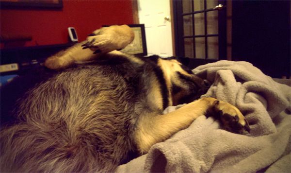 image of Zelda the Black and Tan Mutt lying on her back with her belly and paws in the air