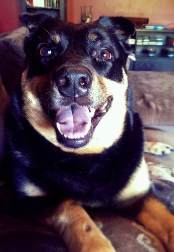 image of Zelda the Black and Tan Mutt sitting next to me on the couch, grinning broadly